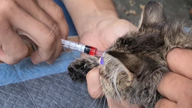 Выживет ли котенок с Чумкой?? смотреть онлайн