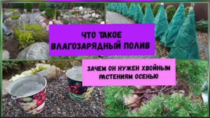 Что такое влагозарядный полив.Зачем он нужен хвойным растениям осенью.
