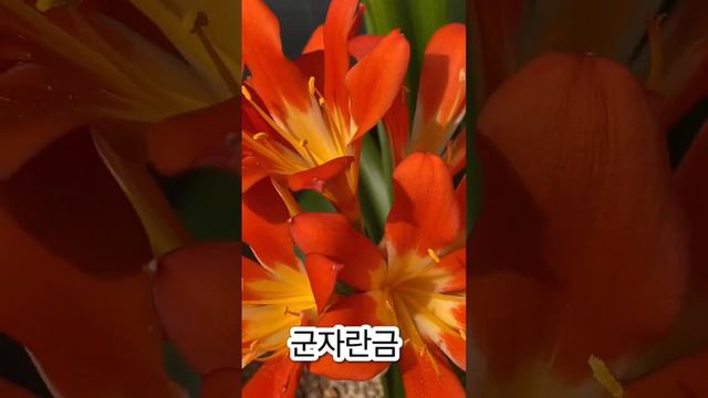 [초보다육맘]군자란금 형언할수없는 꽃 多肉植物 たにくしょくぶつ Korean Succulent
