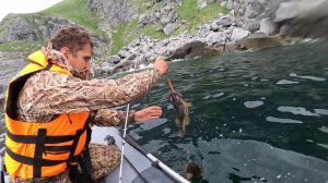 Как клюёт морской голубой окунь.