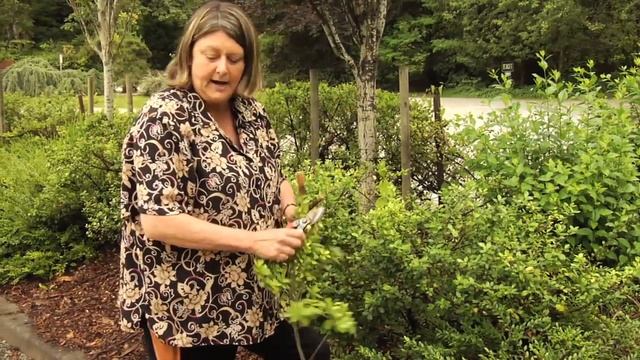 How to Prune Ilex crenata - Instructional Video w/ Plant Amnesty смотреть онлайн
