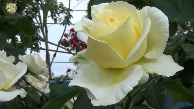 Агрогороскоп с 03 по 06 июня 2023 года. Агрогороскоп з 03 по 06 червня 2023 року