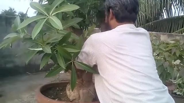 Pruning and Wearing смотреть онлайн