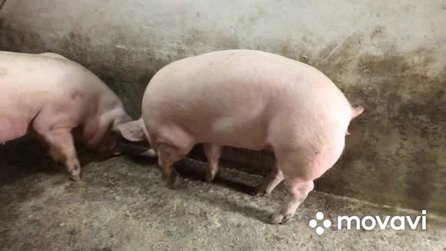 У Дюрчихи скоро опорос☝️Ротация в сарае смотреть онлайн