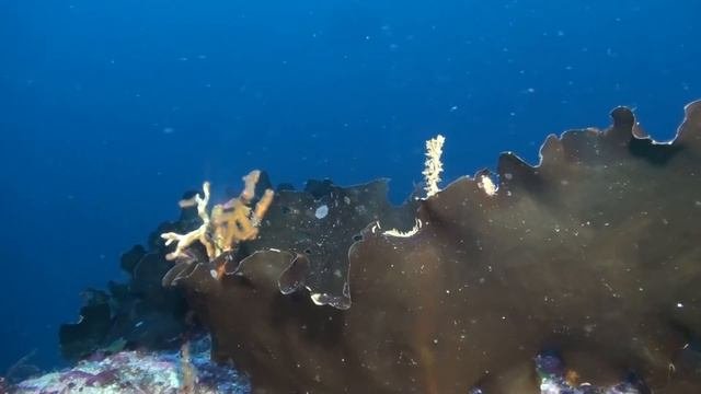 SOTTOILMARE- Documentario ISPRA