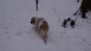 Щенок Московской сторожевой на прогулке