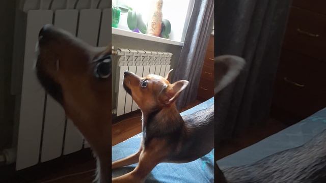 Лада просит суп