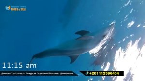 Дельфин Тур Хургада – Экскурсия Подводное Плавание с Дельфинами - Туры В Хургаду Египет
