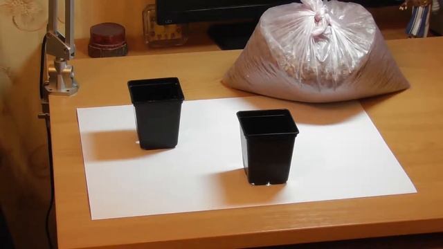 Подготовка семян, Айва японская,Сакура! смотреть онлайн