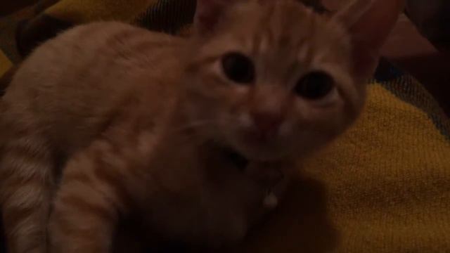 Рыжие котики. Лагерта-Спящая красавица смотреть онлайн