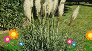 Кортадерия селло Уайт Феатер. Краткий обзор, описание cortaderia selloana White Feather