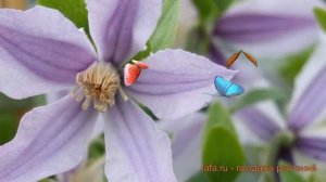 Клематис ботанический Стар Ривэ ? обзор: как сажать, саженцы клематиса Стар Ривэ