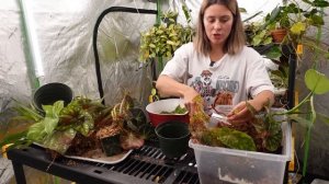 How To Get Rid Of Houseplant Mealy Bugs: Repotting & How To Grow With Good Lighting