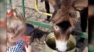 ВАСИЛИСА И МИЛЫЕ ОСЛИКИ смешные дети смешные животные смешное видео