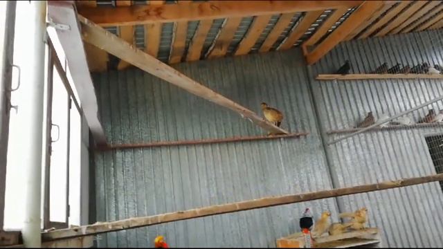 Декоративные, Фазаны, Куры, Утки, не большой обзор смотреть онлайн