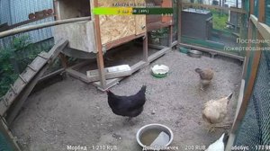 Курятник. Жизнь в курятнике. Можно покормить онлайн. Chicken coop stream. Online feed