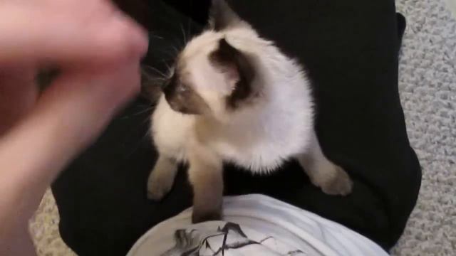 Siamese Kitten LOUDEST Purring