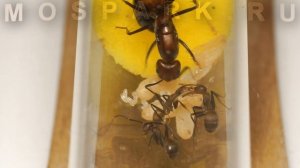 Муравьи Camponotus Nicobarensis, появление первых рабочих.