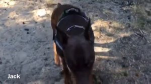 Dobermann / Доберман / Doberman Ежедневная прогулка с периодическим послушанием