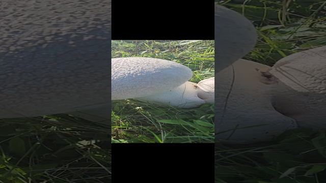 Гриб головач (дождевик)