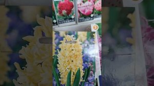 ГИАЦИНТЫ #гиацинты #купить гиацинты #луковичные
