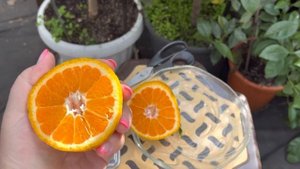 Мандарин ? Декопон Shiranui, первое плодоношение ,дегустация .