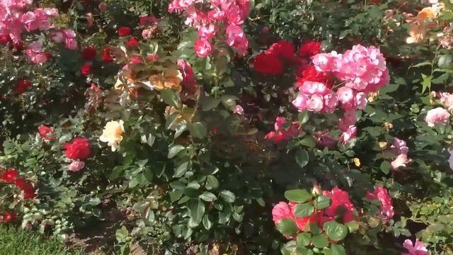 КАКАЯ МУКА НУЖНА РАСТЕНИЯМ смотреть онлайн