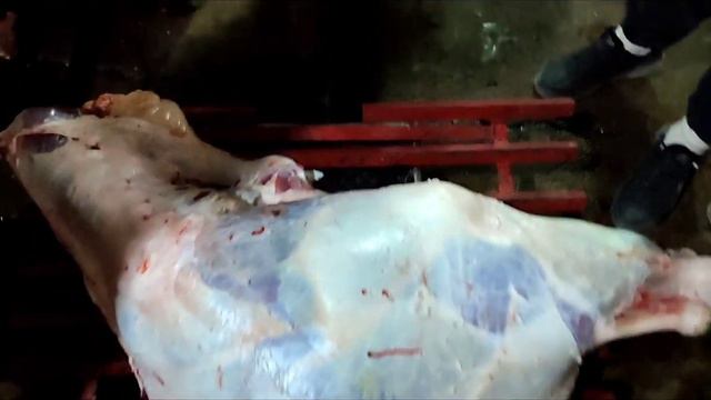 Биздин букалар #быки #популярноенаютубе