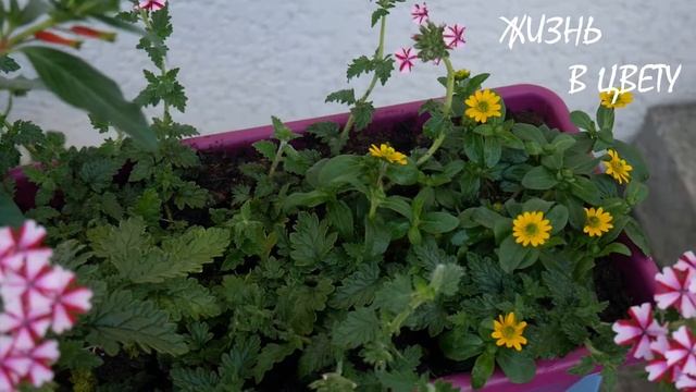 Цветочные композиции для фасада! Какой у меня получился красивее всех?! # 14 смотреть онлайн