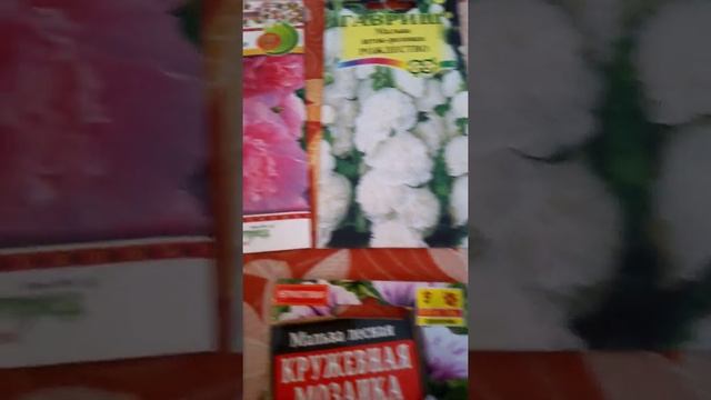 Прекрасная мальва или шток~роза! смотреть онлайн