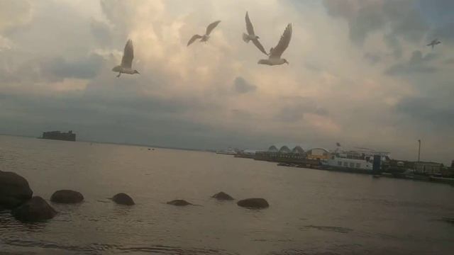 Чайки, форт чумной, 2019, Кронштадт смотреть онлайн