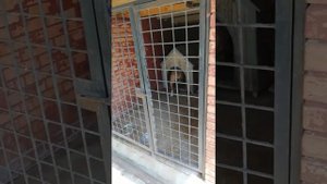 #злая собака#собака для охраны#security dog#
