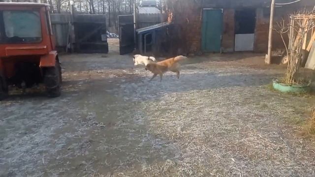 Одна на позитиве.Коровки, хрюшки и ремонт. #деревнянапозитиве