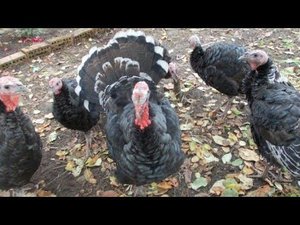 Вольер для индюков//перевод на другой комбикорм.