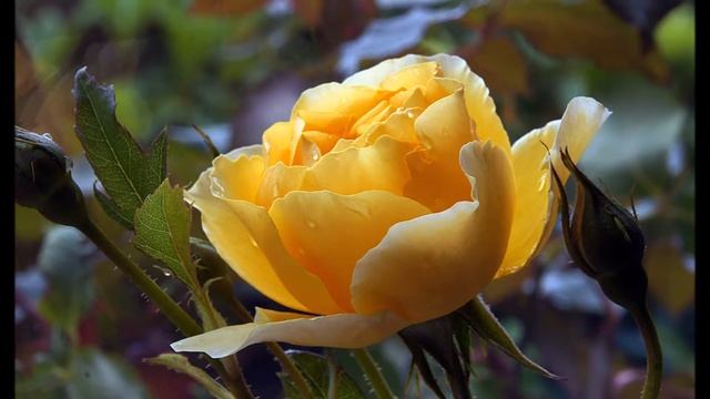 Желтые розы - самые красивые цветы! смотреть онлайн