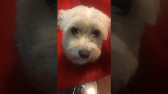 我的狗狗愉姬最畏高～不敢跳😂😂My dog Iggy is very scared to jump because too high 😂🥰 （8）#dog #video смотреть онлайн