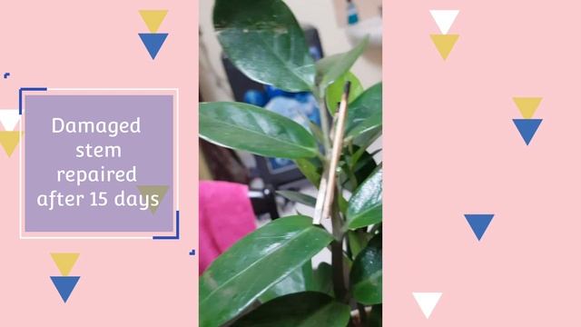 Ugaoo Zamia ZZ Live Indoor Plant Review How To Care Amazon Best Indoor Plant Unboxing in Hindi