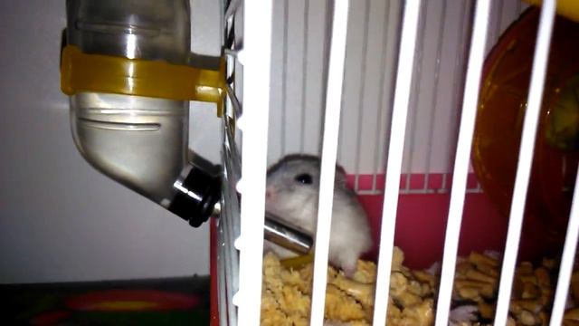 Опасное животное... ХОМЯК!!! смотреть онлайн