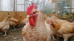 Царскосельские куры.