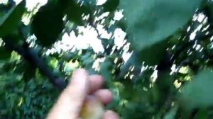 Зреет СЛИВА РЕНКЛОД ЗЕЛЕНЫЙ