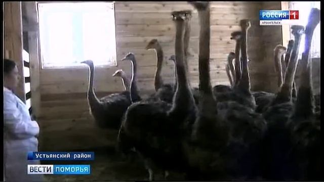 В Устьянской деревне Ульяновской начали разводить страусов смотреть онлайн
