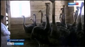 В Устьянской деревне Ульяновской начали разводить страусов