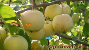 Яблоня гибридный Уральское наливное (malus) ? обзор: как сажать, саженцы яблони Уральское наливное