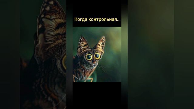 Кулинария