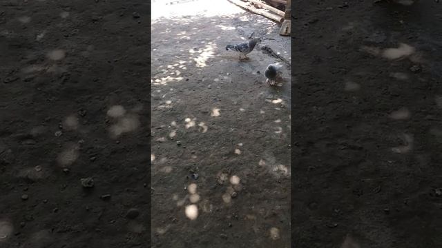 #Узбекские бойные #голуби, турецкая такла смотреть онлайн