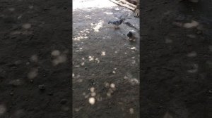 #Узбекские бойные #голуби, турецкая такла