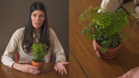 Adiantum raddianum (Maidenhair Fern) Houseplant Care — 238 of 365