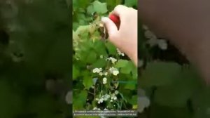 Малина Карамелька 19.08.2019