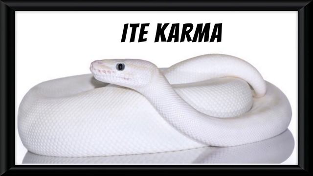 Top 20 Ball Python Morphs