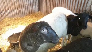 Кросс Дорпера, линяют ли они??